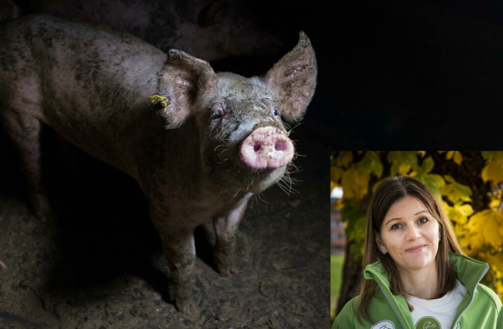 DÅRLIGE FORHOLD: Live Kleveland i Dyrevernalliansen skriver i sitt leserinnlegg at forbrukere i større grad må ta et aktivt valg for å bedre dyrevelferden. Illustrasjonsfoto av norsk gris/Nettverk for dyrs frihet