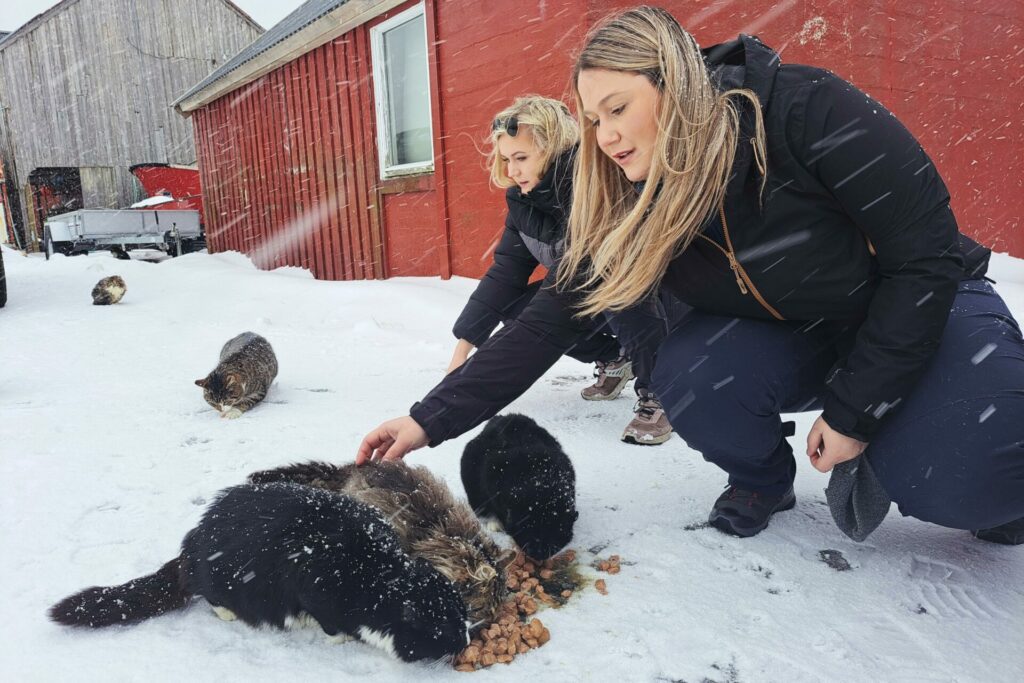 Dyrebeskyttelsen ser til villkattene på Værøy. Foto: Morten Espeland