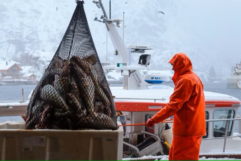 Her mottar Saga Fisk flere kilo med fangst fra fiskerne, nede på kaia. Foto: Dina Svendal Kleiven