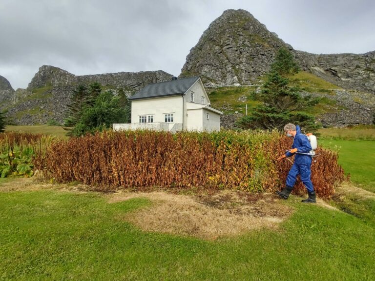 Gustav A.Karlsen jobber med å bekjempe fremmede plantearter. Et omfattende prosjekt.