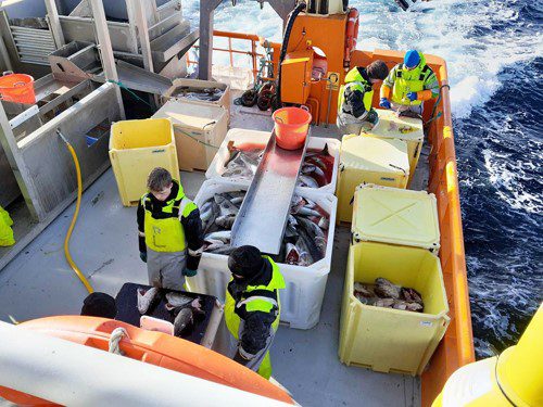 Om bord på «Fru Inger» får elevene blant annet lære navigering, håndtering av redskap og fangstbehandling. Foto: Lisbeth Nikolaisen Drotz, Norges Råfisklag