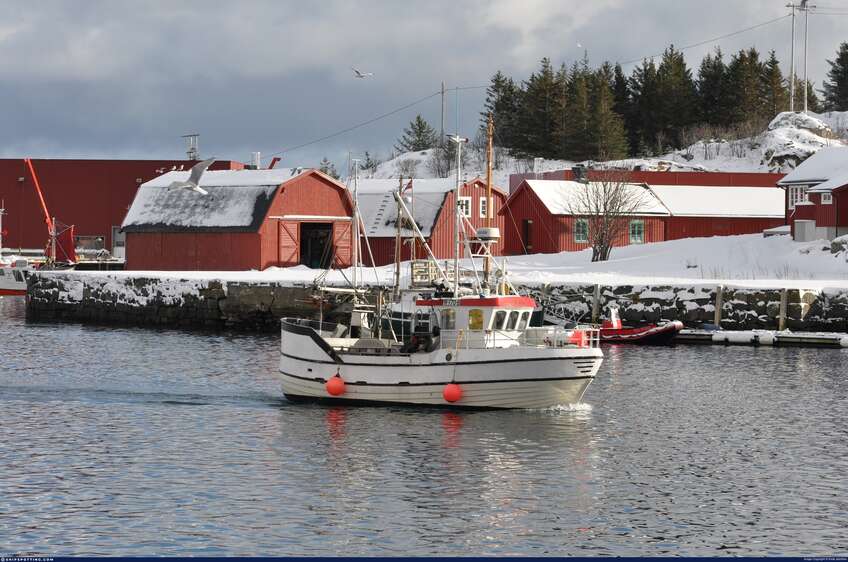 Lofoten er ofte et godt barometer på hvordan vinterfisket går, men i år spriker tallene i mange retninger.