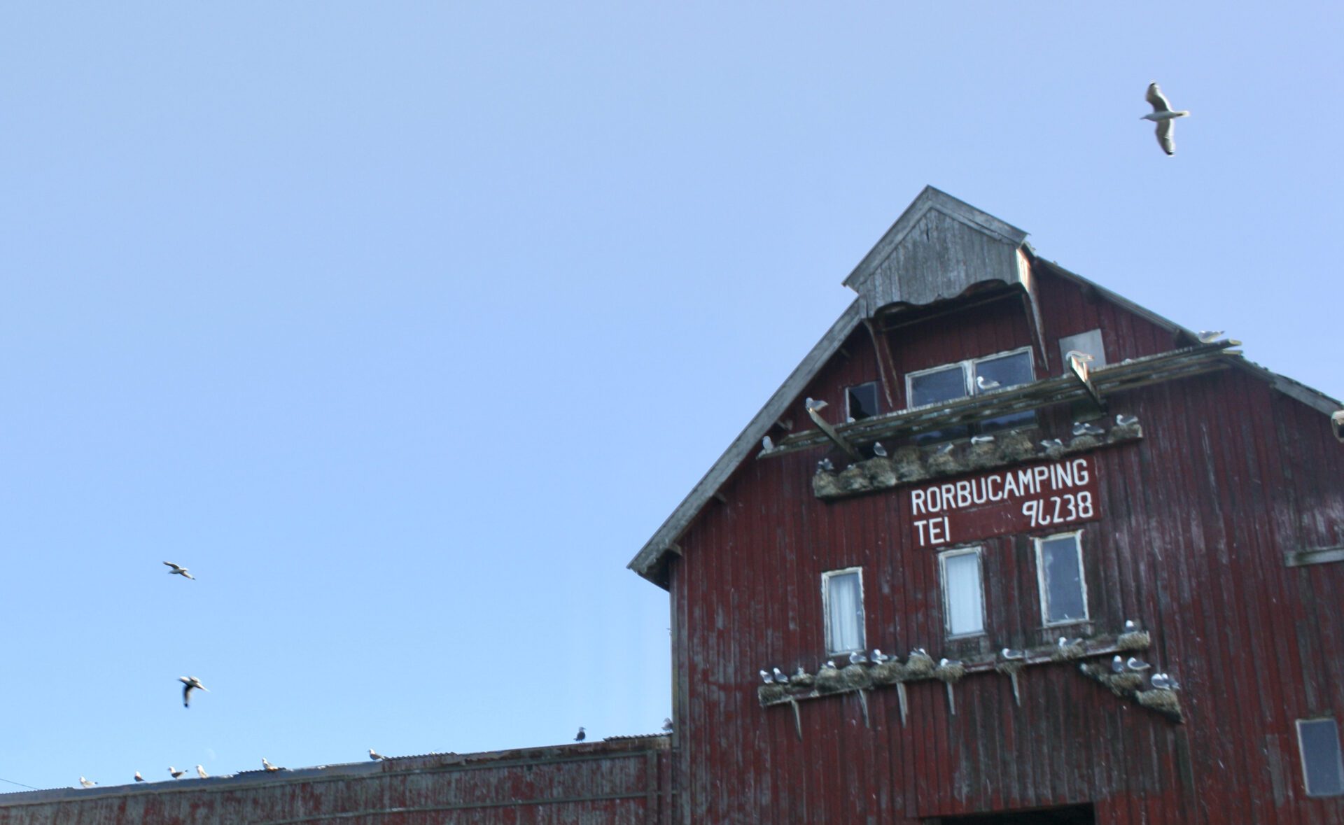 Nilsenhuset på Kårøya er fast reirplass for krykkjer på Røst. Krykkje-bestanden er på rødlista.