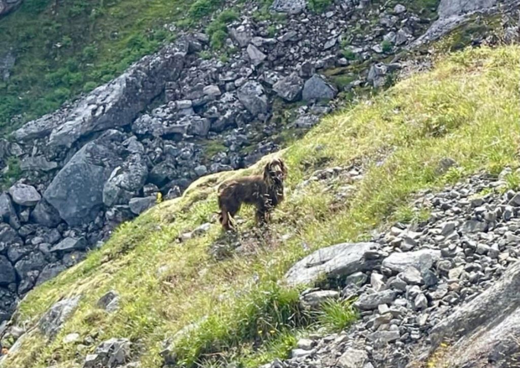 Nå skal Hundesøk Nordland og Innlandet oppholde seg i området til Moon i en uke i håp om å lokke henne inn.